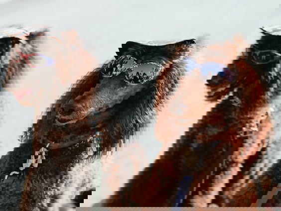 Bape heeft Oekraïens gezin in huis met meer dan 20 honden