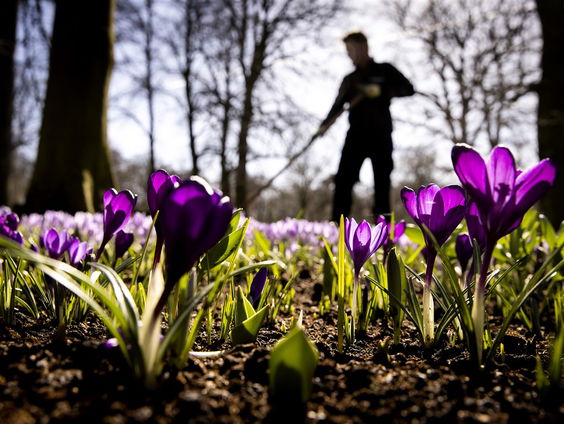 De natuur is vroeg wakker dit jaar, maar wat betekent dat voor onze tuin?