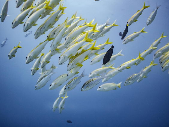 In dit erotisch centrum vis je nooit achter het net