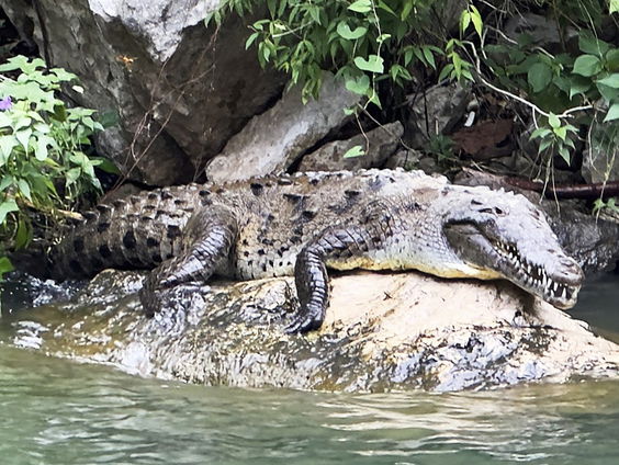 Krokodilvrouwtje wordt zwanger zonder mannetje