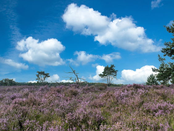 Verhalen van Heide en Verre uit het Grenspark Kalmthoutse Heide
