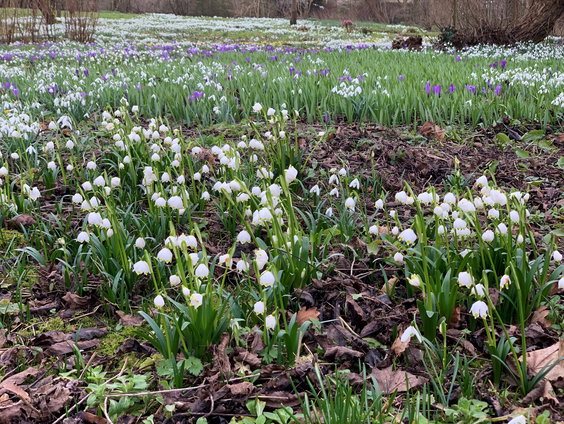 Sneeuwklokjes 40 dagen eerder in bloei