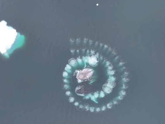 Spectaculaire bultrugvideo van Piet van den Bemd verovert de wereld