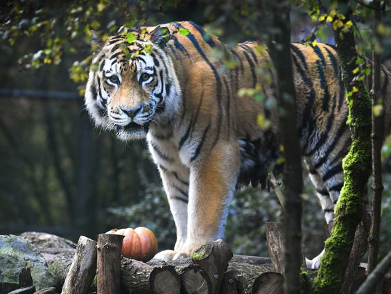 Astrid Vis woont op Dierenpark Amersfoort