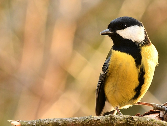 Het koolmeesje van Herman Haan