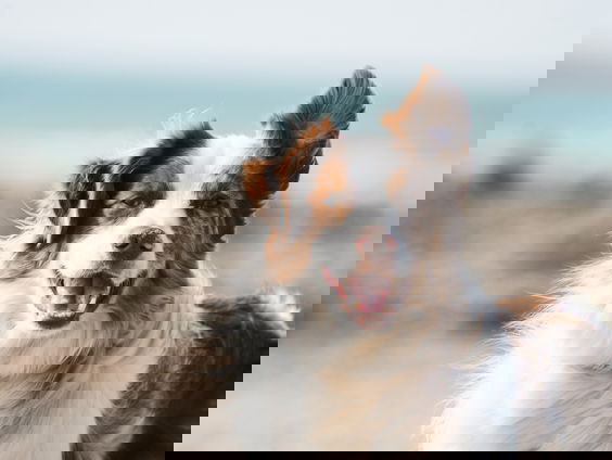 Herder Tjitse en zijn hond Bet zijn kampioen Brits schapendrijven