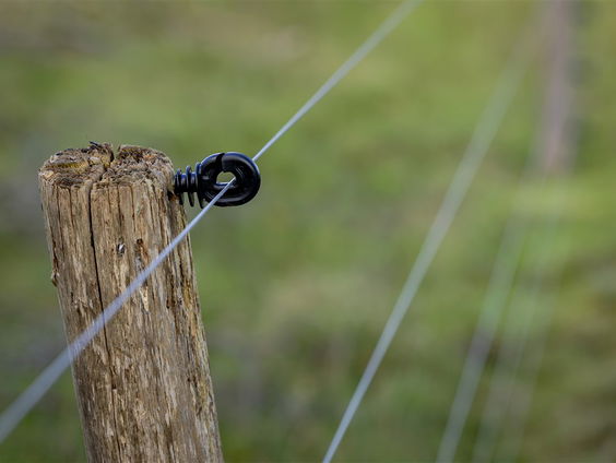 De wolven in de dierentuin..