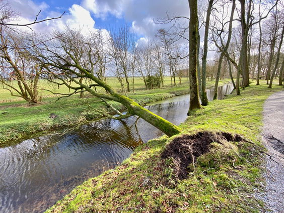 Bomen worden borrelplank