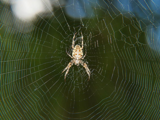 Op zoek naar spinnen in je tuin