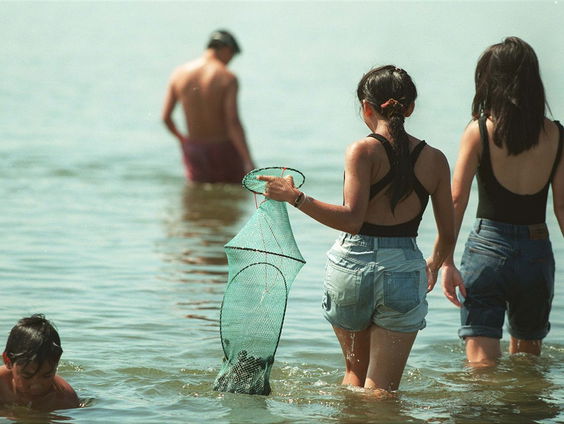De Waddenzee is bezaaid met dode kokkels