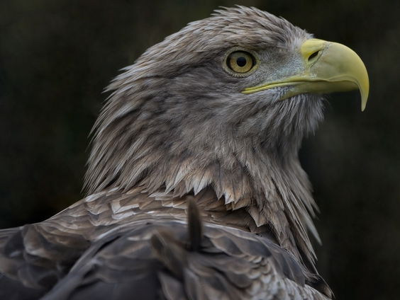 De zeearend is terug bij de IJssel