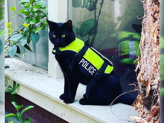 Politiekat Nimis is een hit op social