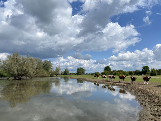Misbaksels uit de IJssel, of toch kunst?