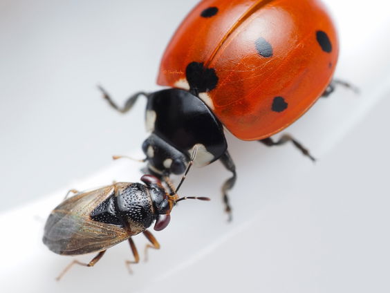 David Sies vindt diertje dat al meer dan 100 jaar niet meer was gezien