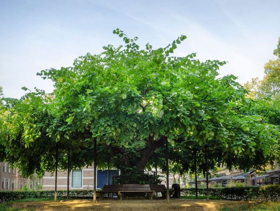 En De Boom van het Jaar is...