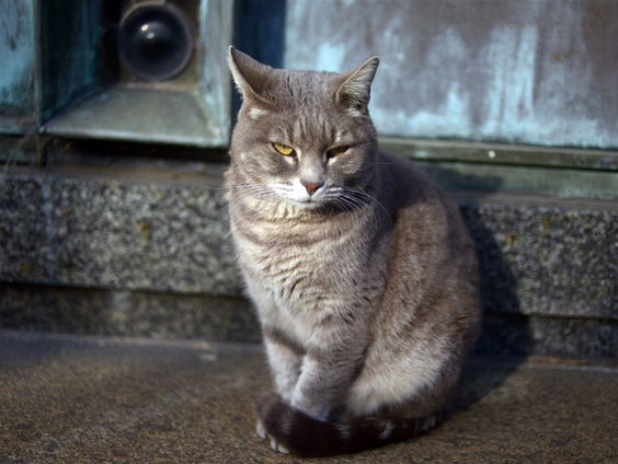 Houten wil avondklok voor katten. Wat doen katten 's nachts?