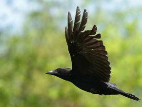 Dode, beschermde kraai mag op het menu