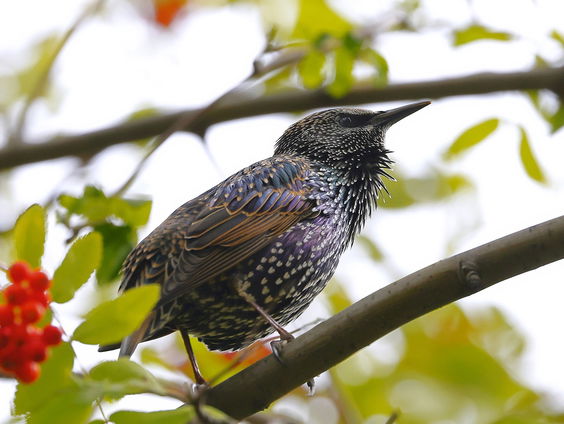 Het gekwetter van een spreeuw