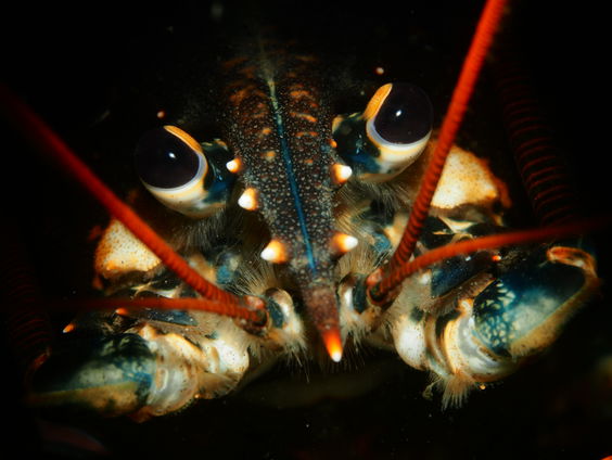 René Weterings wint Nederlands kampioenschap onderwaterfotografie