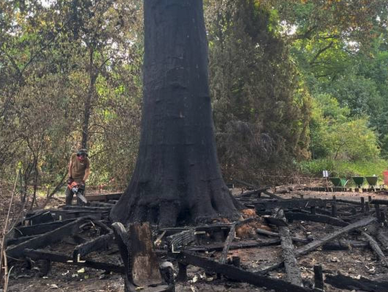 Ton gaat 262 jaar oude afgebrande boom redden!