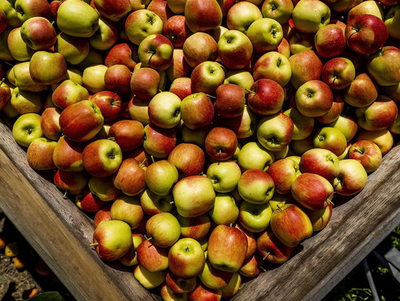 Appels hangen klaar om geplukt te worden