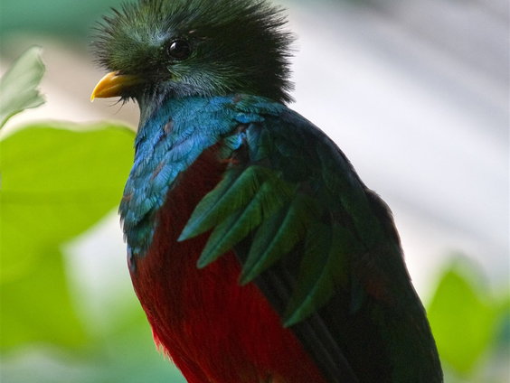 Even wat rechtzetten over de quetzal