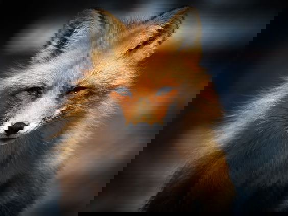 Karen Oger over expositie Reynaert de Vos