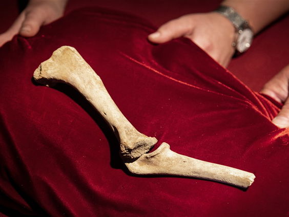 De dierentuin van het Buitenhof..