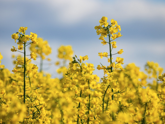 Koolzaadkoning van Drenthe boert goed!