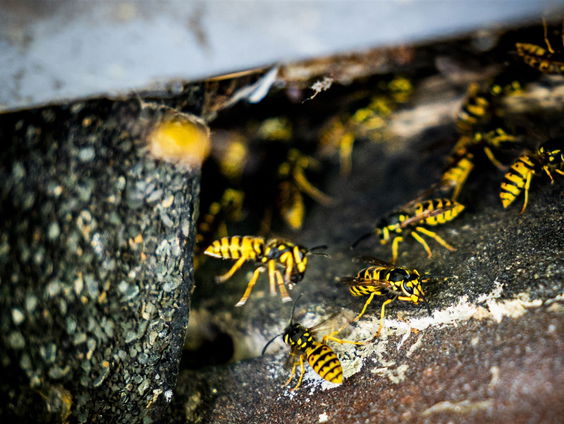 Een zomer vol wespenoverlast