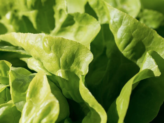 Ongezouten meningen over sla