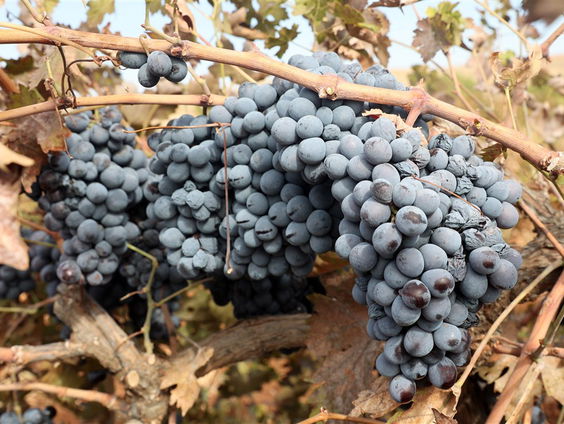 De gouden gok van wijnboer Siem