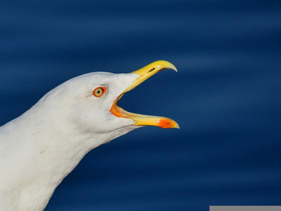 Meeuwenoverlast, wat doe je eraan?