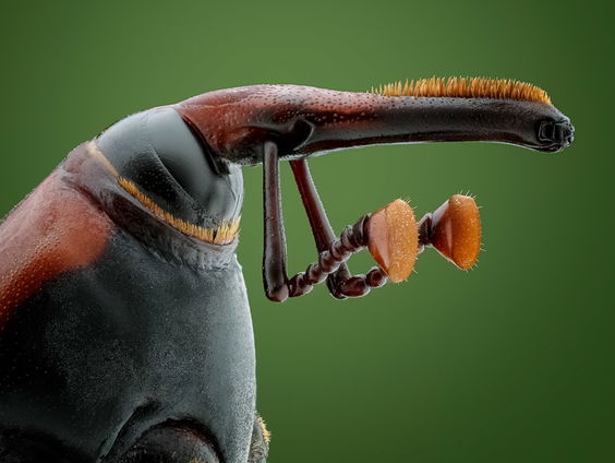 Marco Jongsma is de beste insectenfotograaf!
