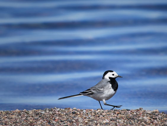 Dit vogelgeluid hoor je langs de IJssel