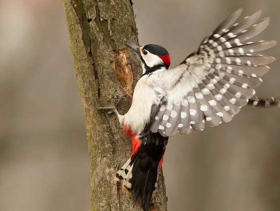 Geen mens is zo slim als de natuur!