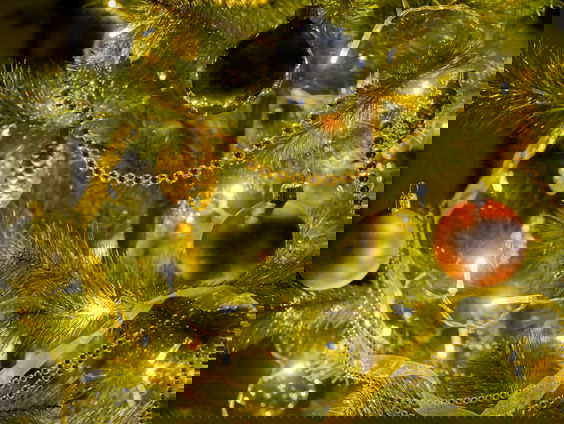 Boswachter Harco zaagt kerstboom voor de Tweede Kamer