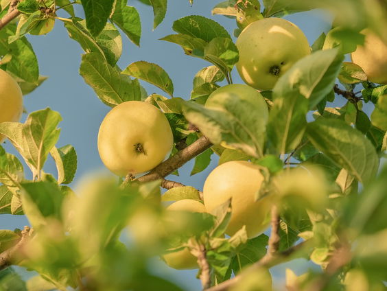 Limburgse heerlijkheden: fruitstroop uit de heuvels