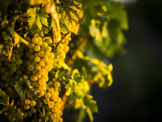 Ook jouw druiven groeien beter door deze muziek