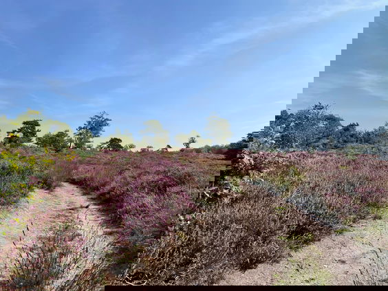 Streek van de Week: Nieuwe autoroute door Sallandse Heuvelrug en Twents Reggedal