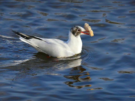Alles heeft zijn tijd