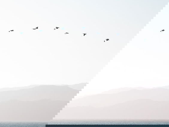 Vogels spotten zonder naar buiten te gaan!