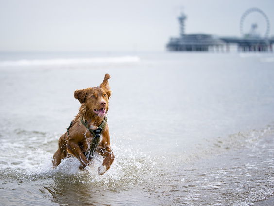 Wereldrecordpoging honden op de foto in Zeeland