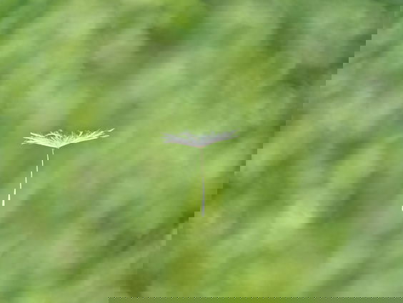 Vakantiegangers brengen ongemerkt bloemen en planten mee naar huis