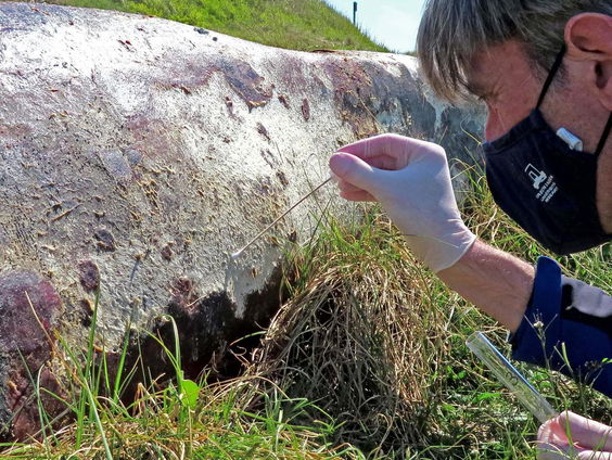 Walviskadavers laten rotten is goed voor de biodiversiteit