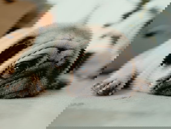 HZD: Rouwen honden ook?