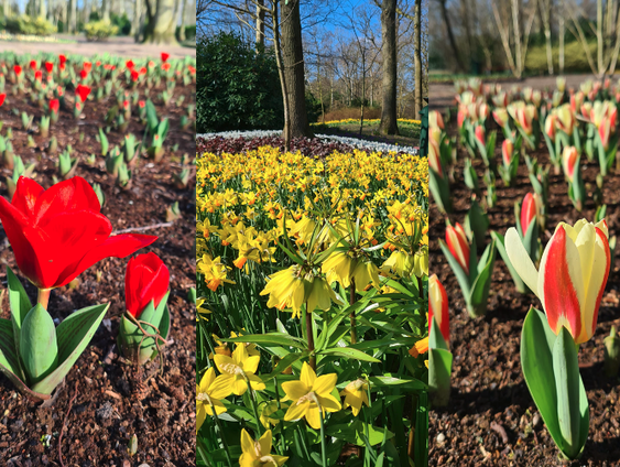 In de Keukenhof staan de narcissen en tulpen al in bloei