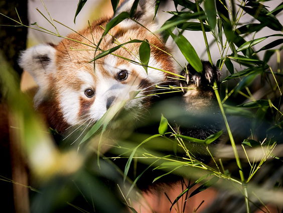De dierentuinen zijn klaar om open te gaan