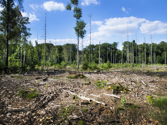Zorgen over droogte in de natuur