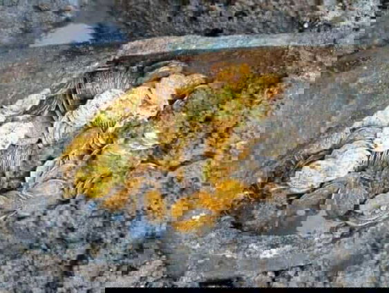 Woning in Bronkhorst herbergt muntschat